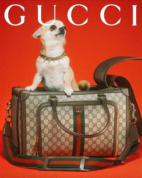 dog gucci|gucci dog collection.